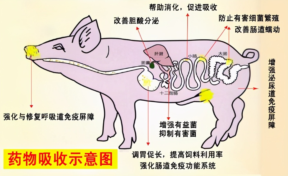 猪坚强去世享年十四岁，相当于人类百岁高龄，猪为啥能活这么久？