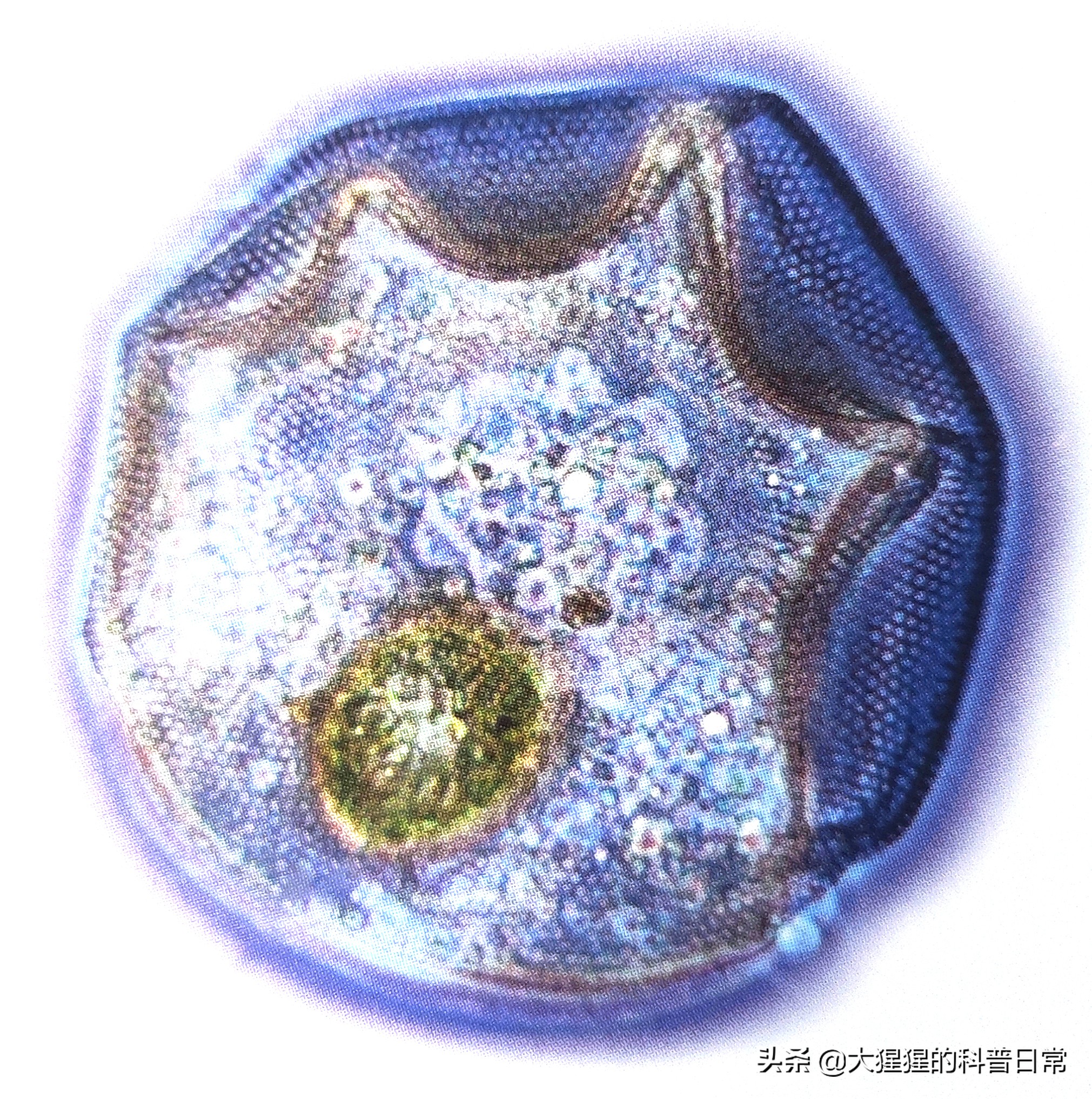 原生生物——变形虫及其近亲