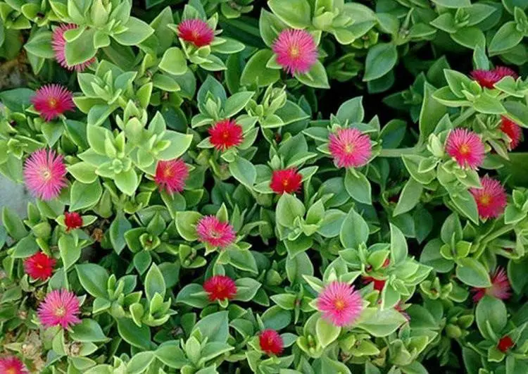 世界上长得最快的植物是什么（4种生长速度很快的植物）