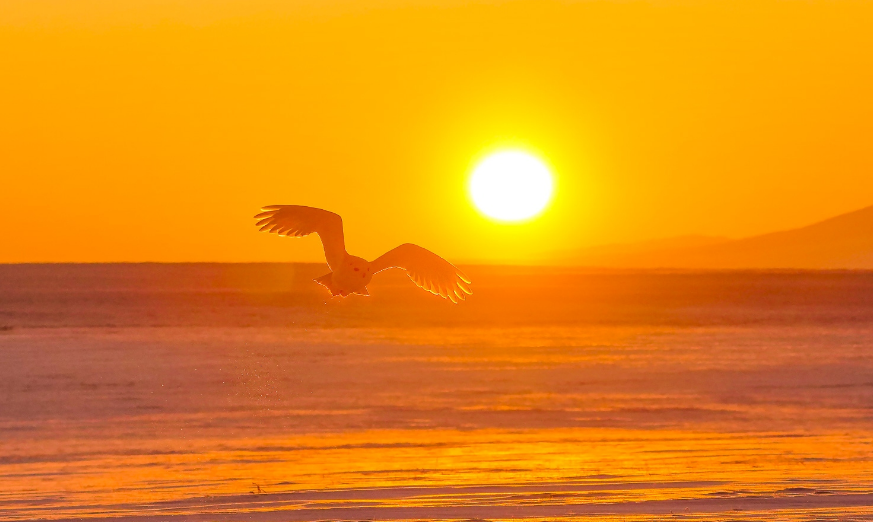 「诗词鉴赏」才有斜阳景更佳，古诗词里的夕照，夕阳无限好