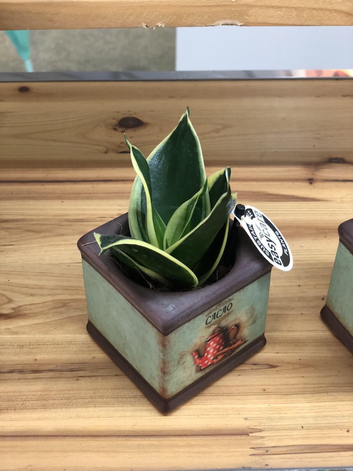 今年超火的10种网红植物,气质满满,养在家里提升格调
