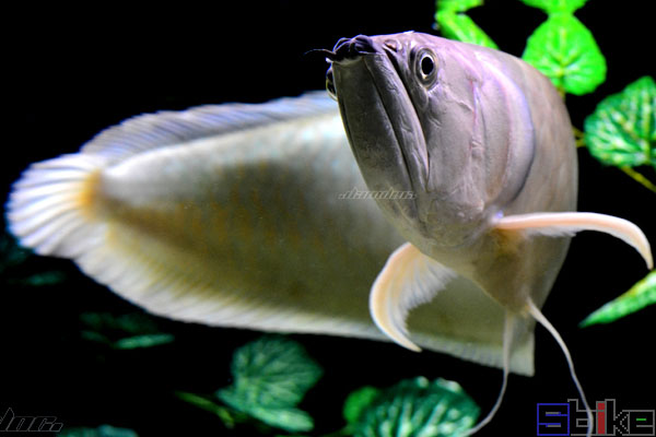 Sbike动植物百科：十大最美丽的大型淡水宠物观赏鱼