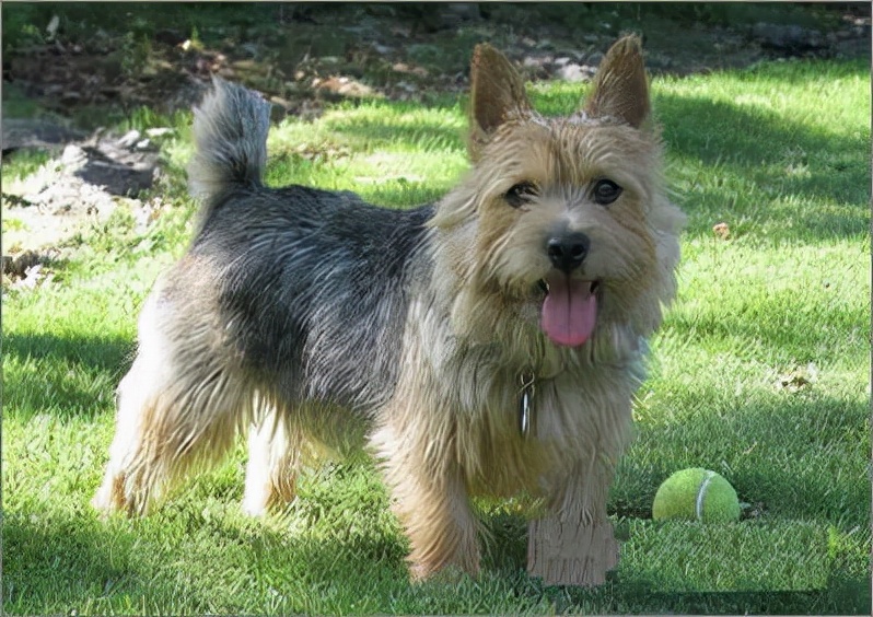 小型犬拉萨犬蝴蝶犬西高地白梗小鹿犬中国冠毛犬杰克罗素梗比格犬