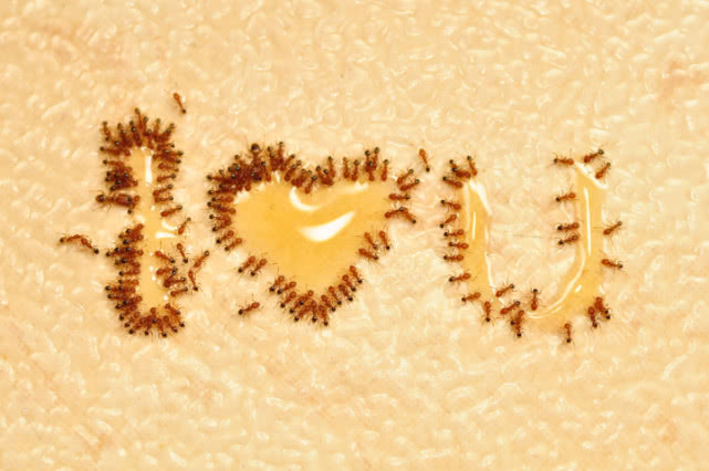 蚂蚁都吃什么东西？为了食物它们甚至饲养和培育其他生物！