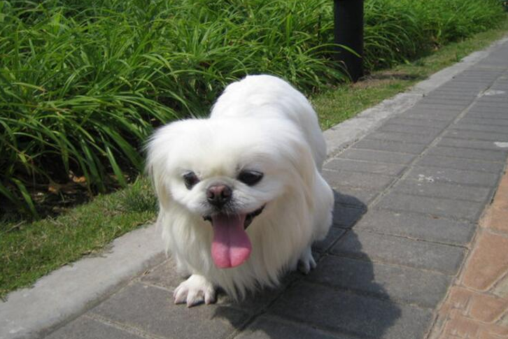 京巴犬寿命多少