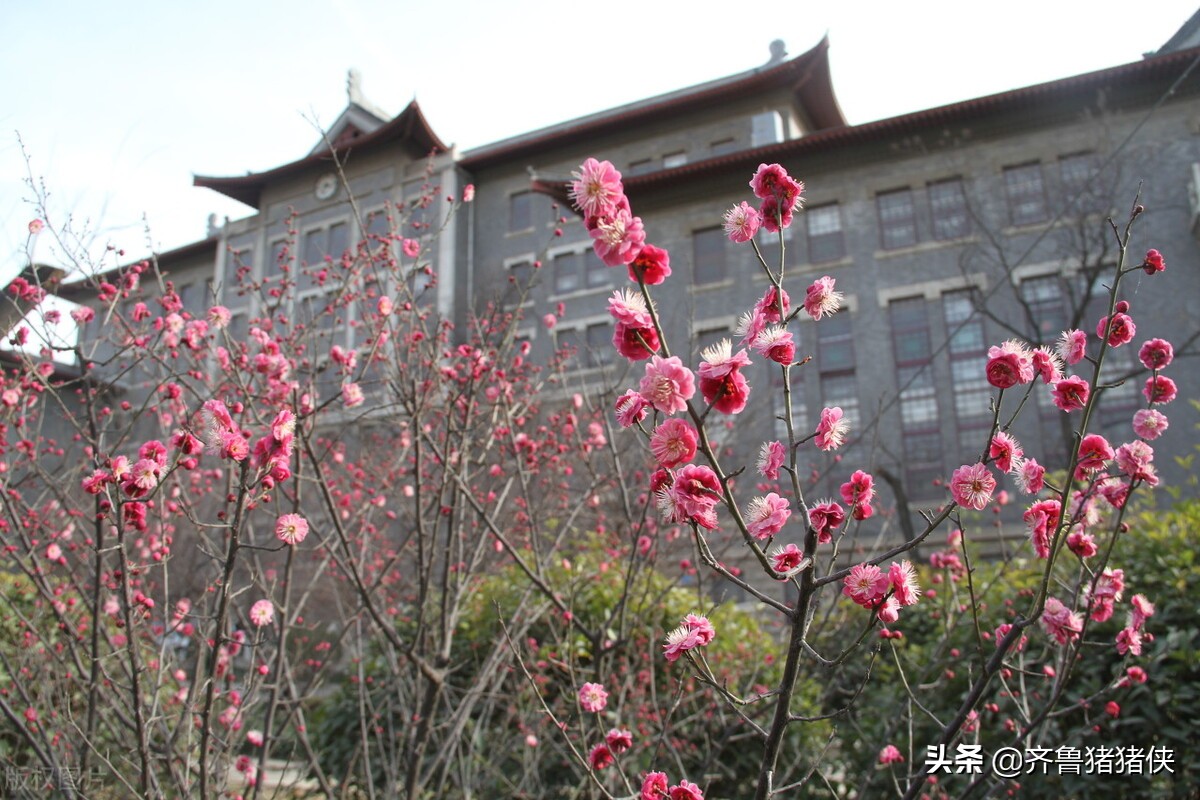 山东大学世界排名（最新世界大学排名出炉）