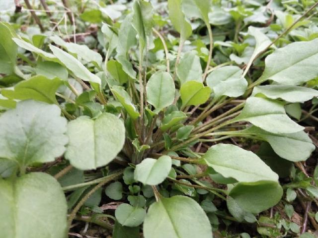 它名字里有菜,却很少人吃,但全草可入药,知道的人却不多