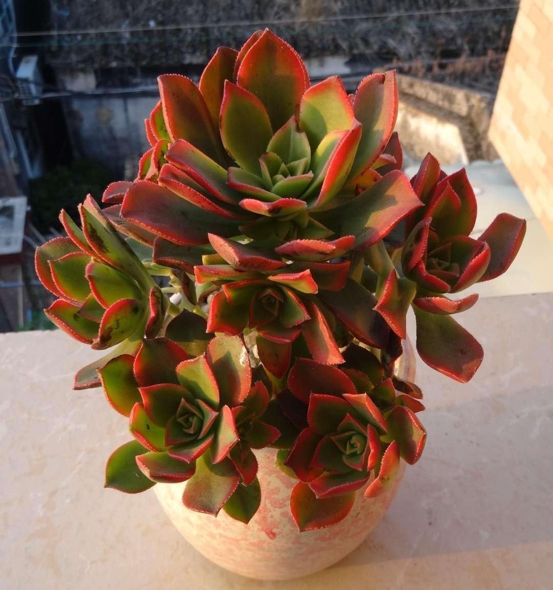 马库艳日辉多肉怎么养详细介绍专业回答