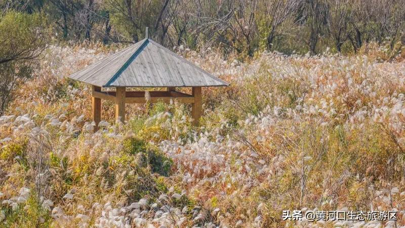 【黄河口生态旅游区】冬日暖阳 静享时光