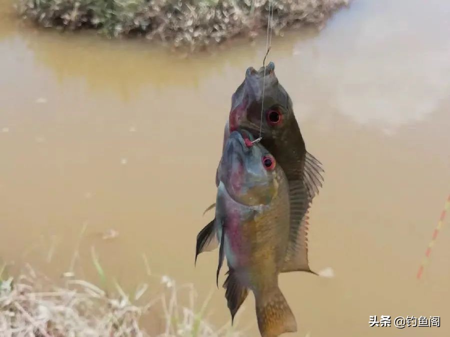 钓鱼人最讨厌的鱼排名！罗非名声最臭，鲤鱼居然也上榜
