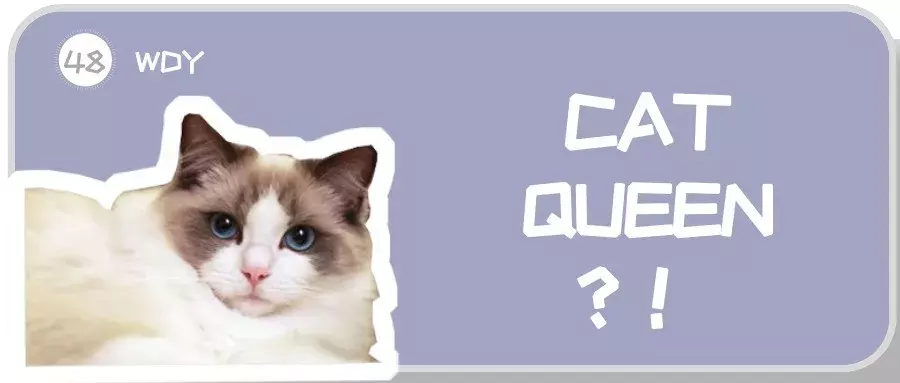 为什么布偶猫价格那么贵?新手铲屎官适合养布偶吗?