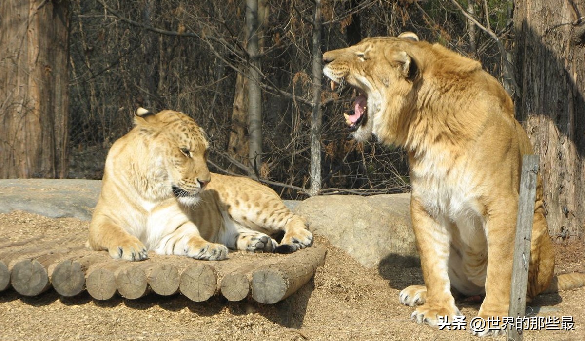 獅群裡的趣事,雄獅要讓自己後代更強大,雌獅偏不讓它如意