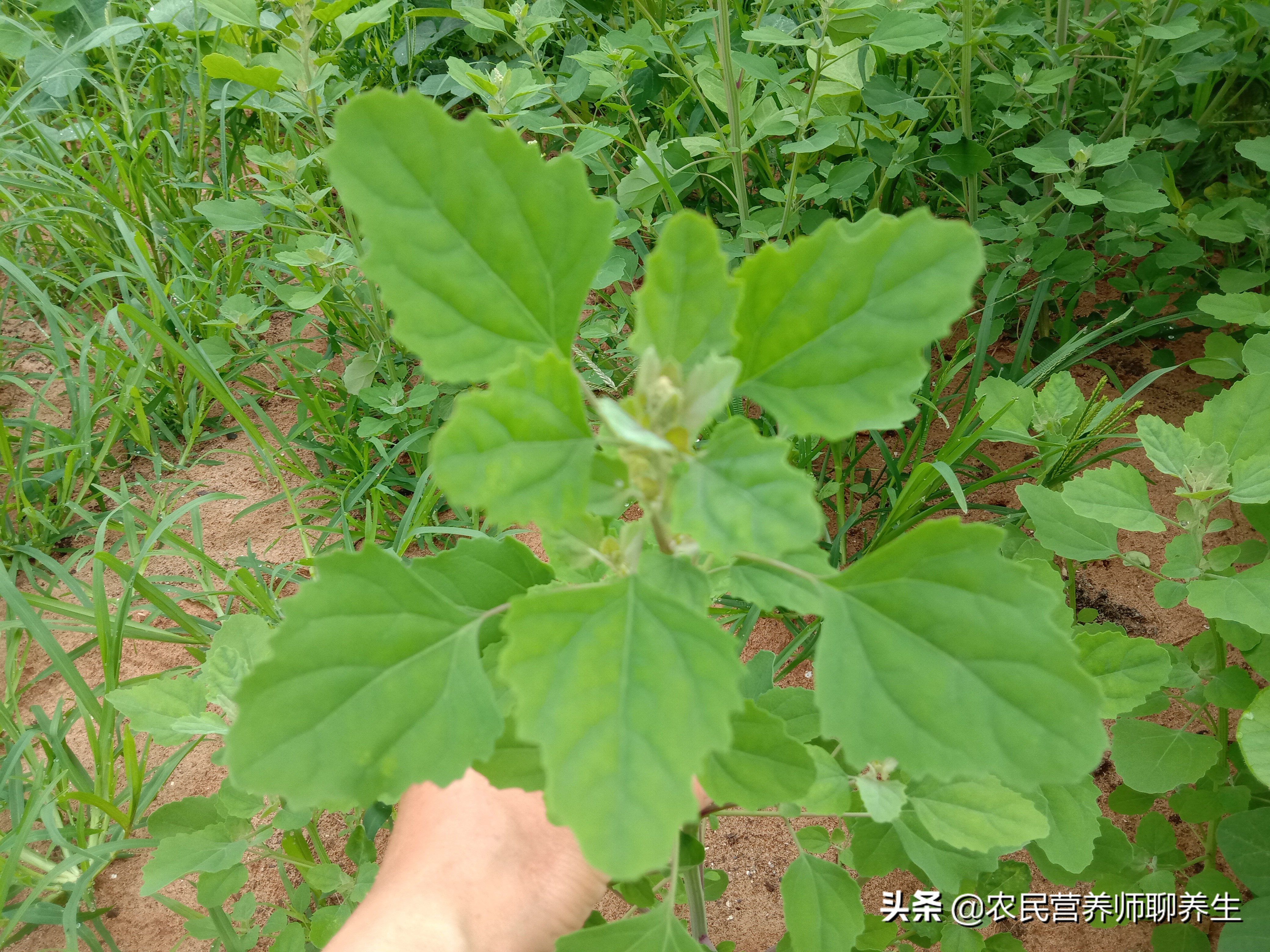 灰灰菜图片功效与作用（什么是灰灰菜） 最新资讯 第3张