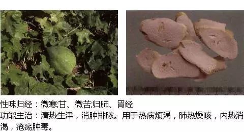 300个中草药图谱（附主治功效），知道一半就太牛了（上）