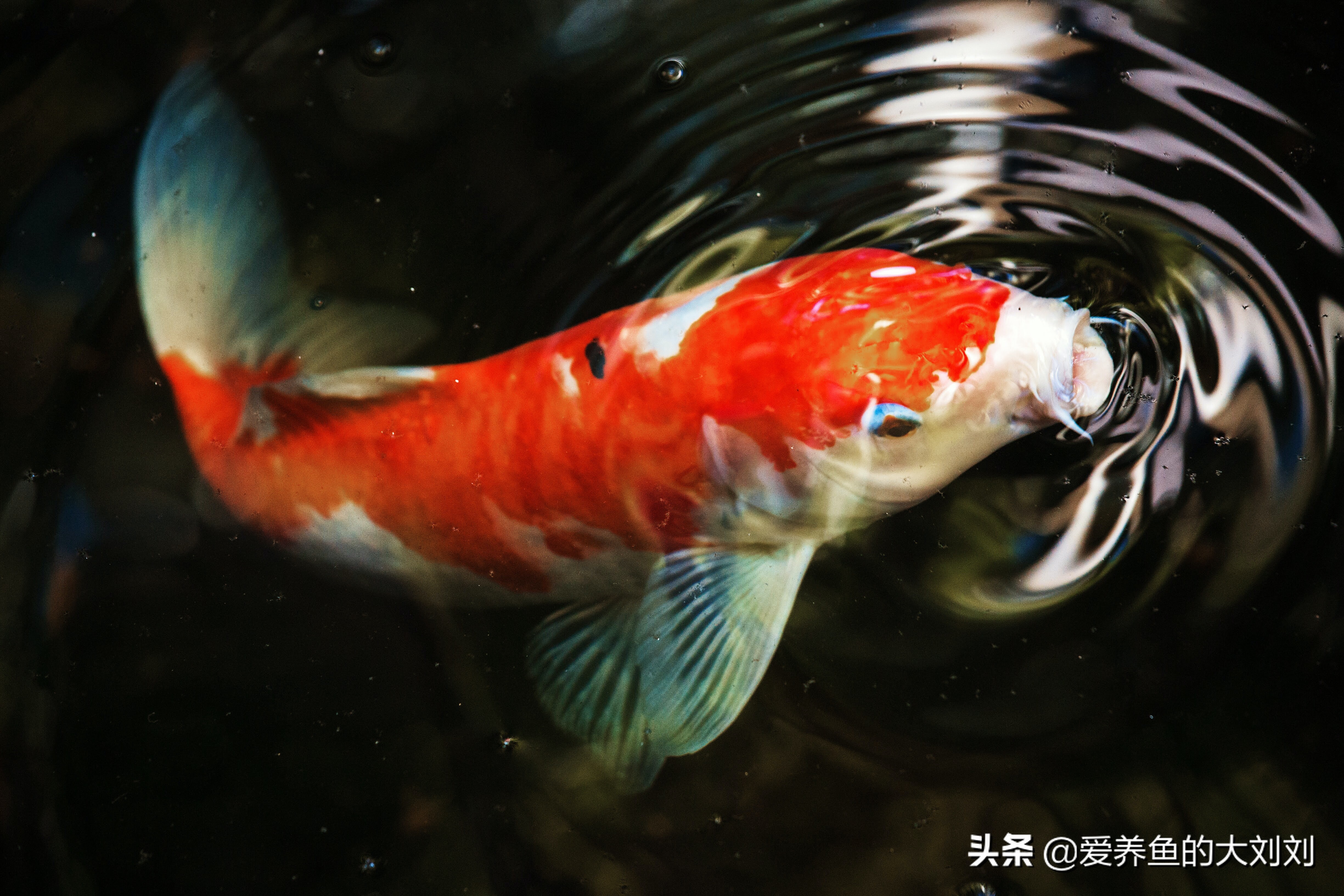 锦鲤是很多朋友都喜欢的观赏鱼,色彩艳丽,体型大,寿命长而且不用加热