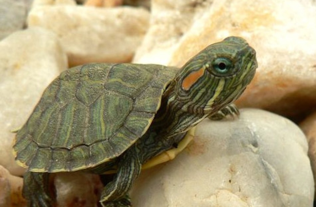 最危险的外来物种之一——巴西龟