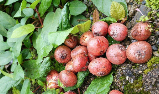 农村一种很常见的野果——"地枇杷",是具有多用途的植物