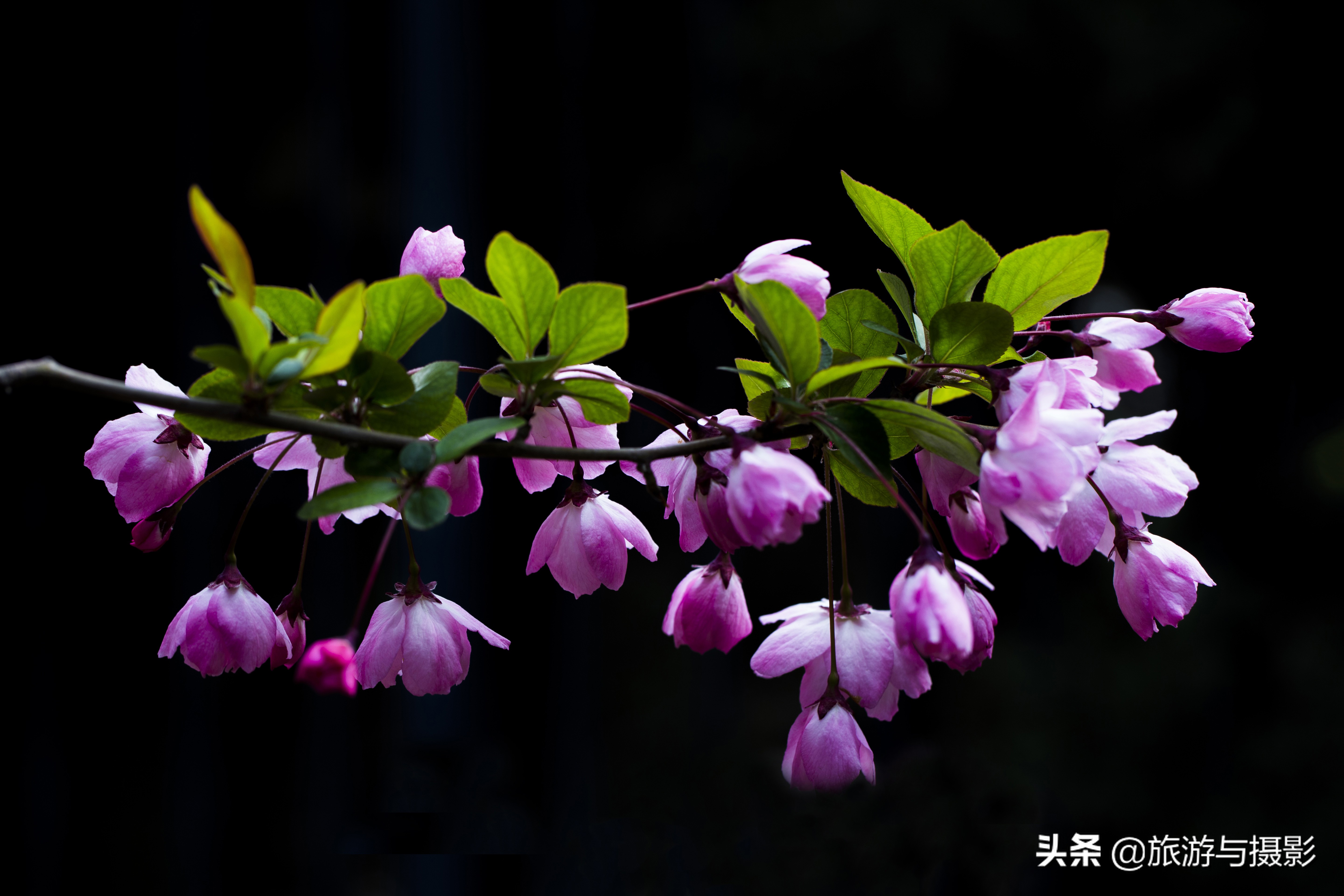 海棠花古诗美图38首