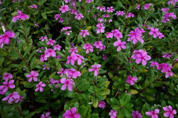 春天常见的40种花春天都有哪些花常见的花