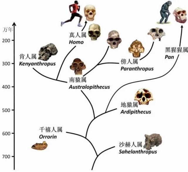 硬核科普:为什么只有人类进化出高度发达的大脑?