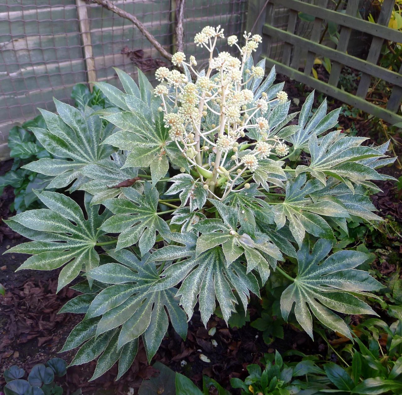 八角金盘图片(植物八角金盘图片)