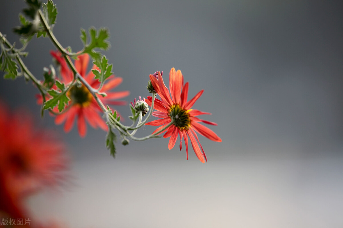 2009上海高考听力真题（50）