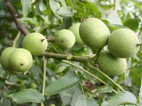 核桃人人都爱吃!掌握高产管理技术,保证果实挂满枝头