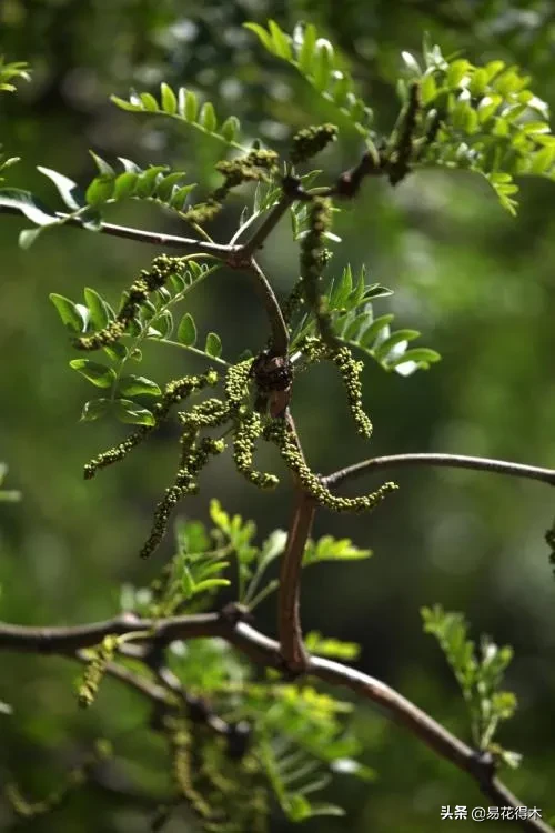 皂荚树与皂角树区别（全世界仅有6株野生的珍稀濒危物种）