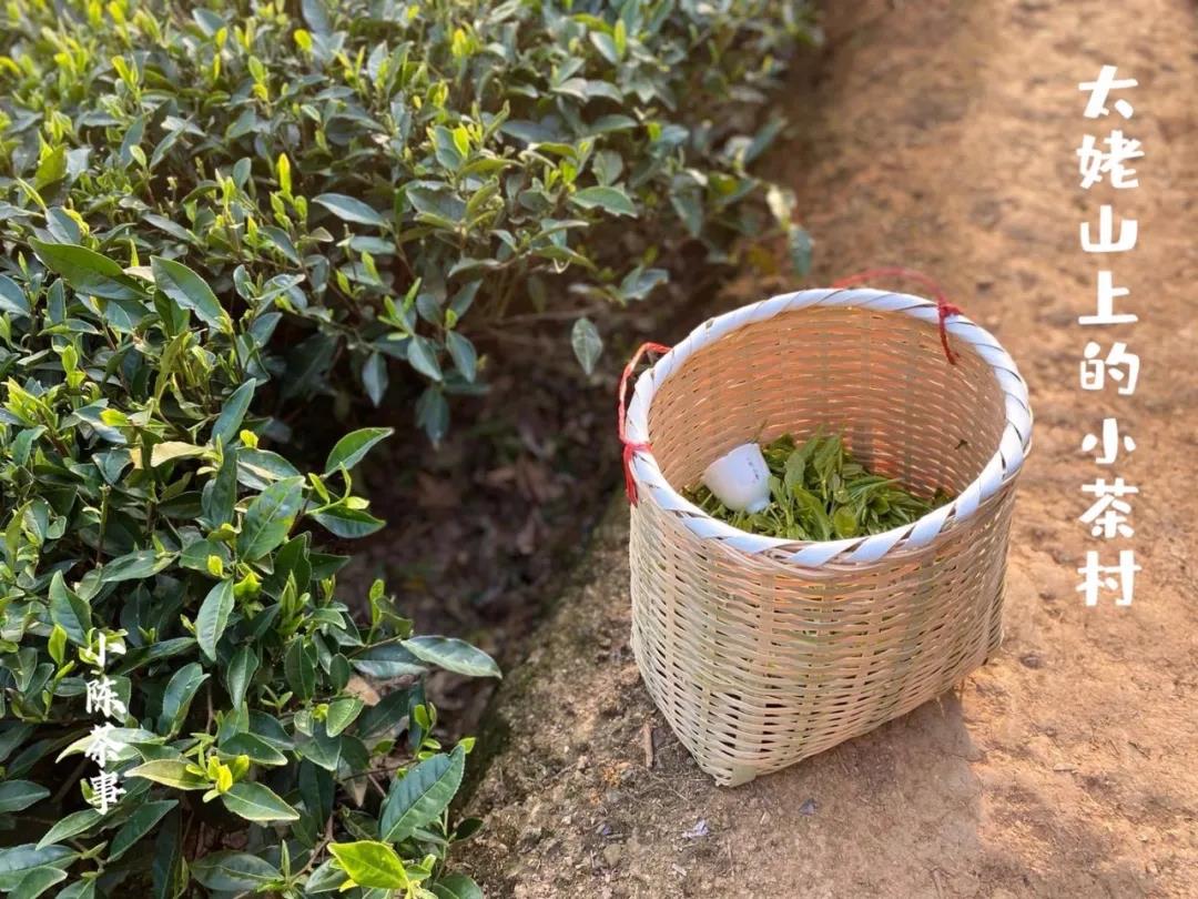 福鼎白茶、安吉白茶、云南月光白，谁才是真正的白茶，你喝对了吗