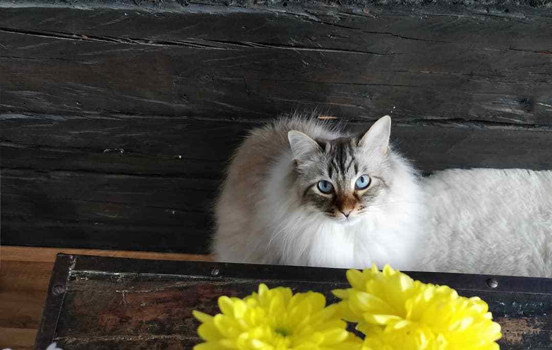 家猫尿血别惊慌，寻找潜在病因才是当务之急！
