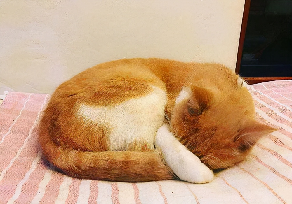 猫咪睡姿"暗示"性格,看完后,也太准了吧