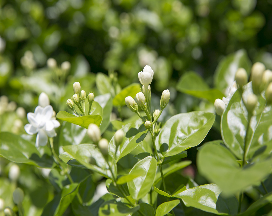 家里种茉莉不吉利 家里为什么不能种茉莉