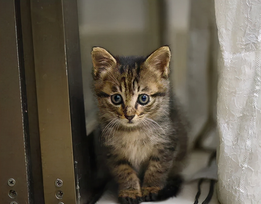 被CFA认证除名的中国狸花猫，到底有多优秀