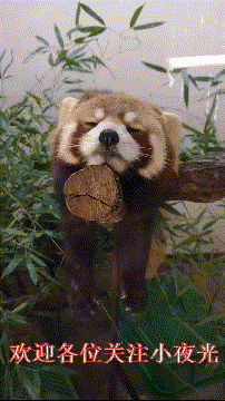 2019年山东高考语文满分作文：少年，到远方去