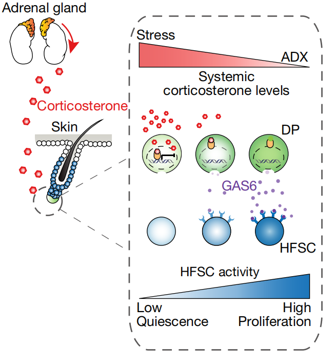 头秃有救了？《自然》最新发现：最简单的办法，或能让你重获浓密头发