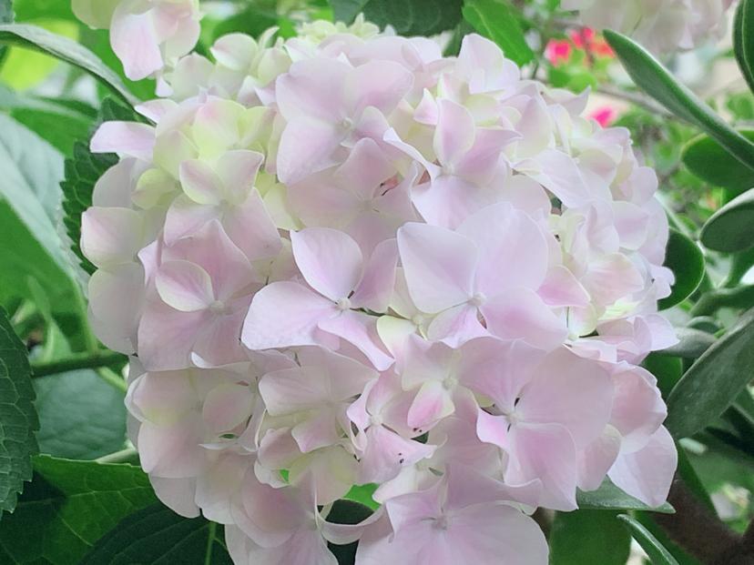 6种花特耐阴,光照不好也能养好,适合北阳台