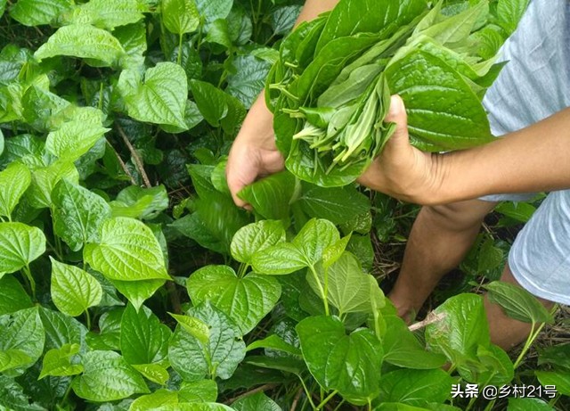 假蒌的功效与作用(端午节包好吃的粽子) - 行就行