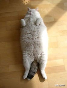 猫咪打鼾正常吗？你可能忽略了这些隐患