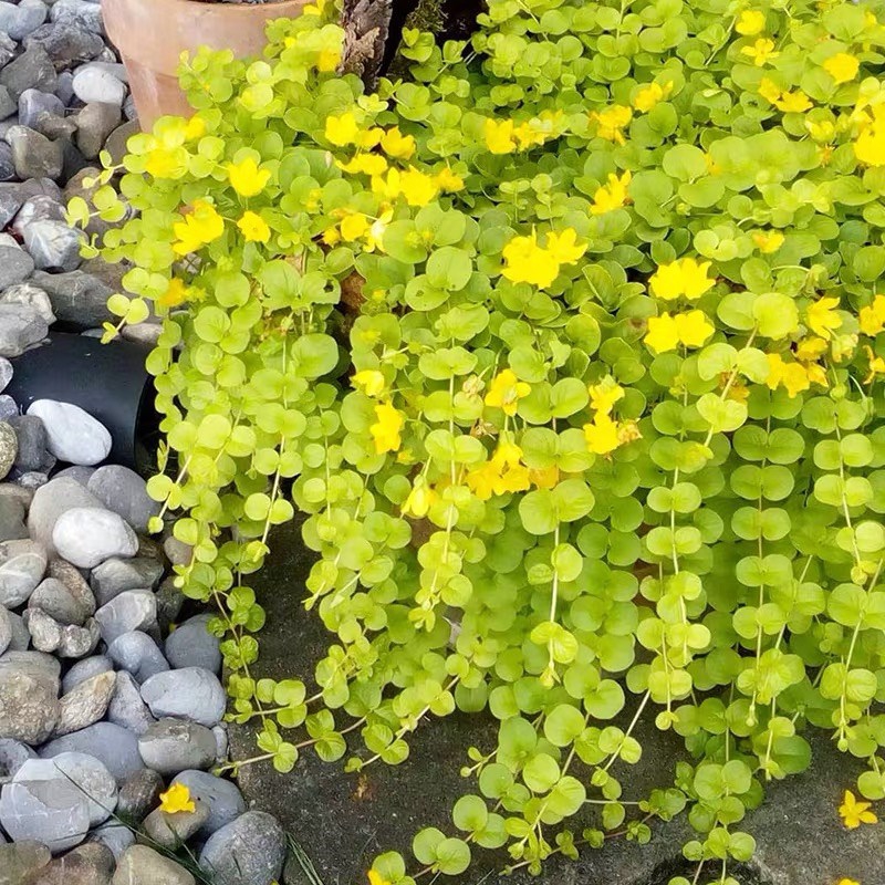 好看的花图片大全（最流行的18种花好看好养还不占地方）