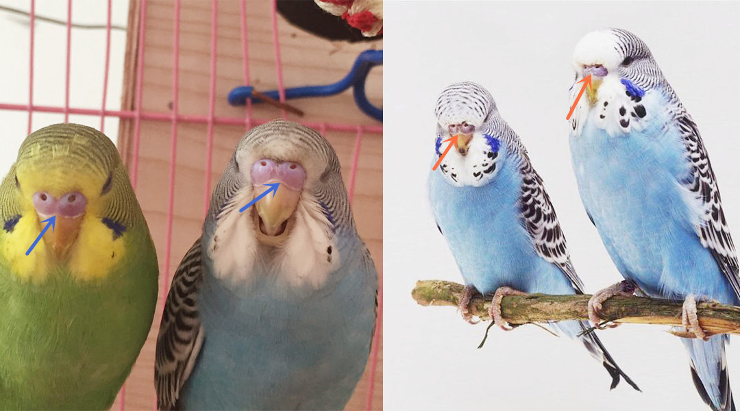 最全虎皮鹦鹉区分公母图解,幼鸟成鸟一看便知,收藏,买鸟不求人