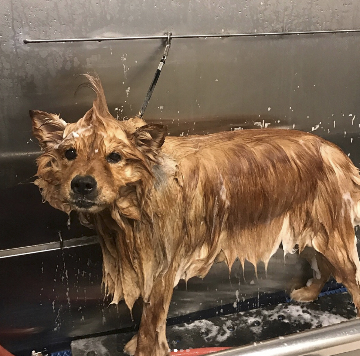 一般给狗狗剪毛多少钱为什么主人洗剪吹30元