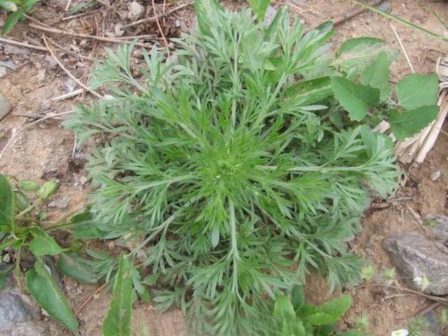 茵陈图片和作用与功效(10元一斤的野菜茵陈蒿) - 赤虎壹号