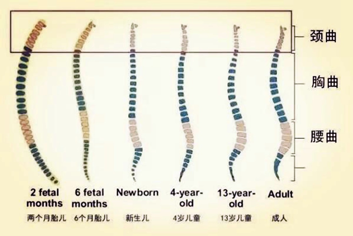 宝宝多大才能睡枕头？过早使用不仅影响睡眠和发育，还会伤娃健康