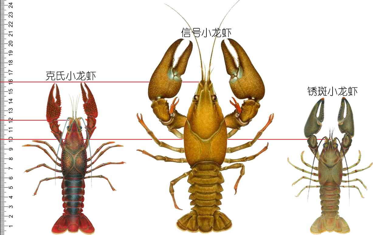 小龙虾品种大全图解图片