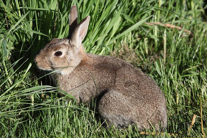 兔子怕冷吗，冬季养兔需要注意什么？