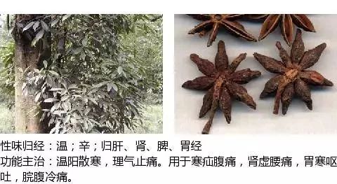 300个中草药图谱（附主治功效），知道一半就太牛了（上）