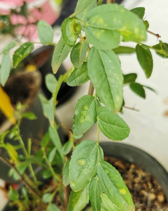 枣树图片大全（枣树的象征意义和种植注意事项）