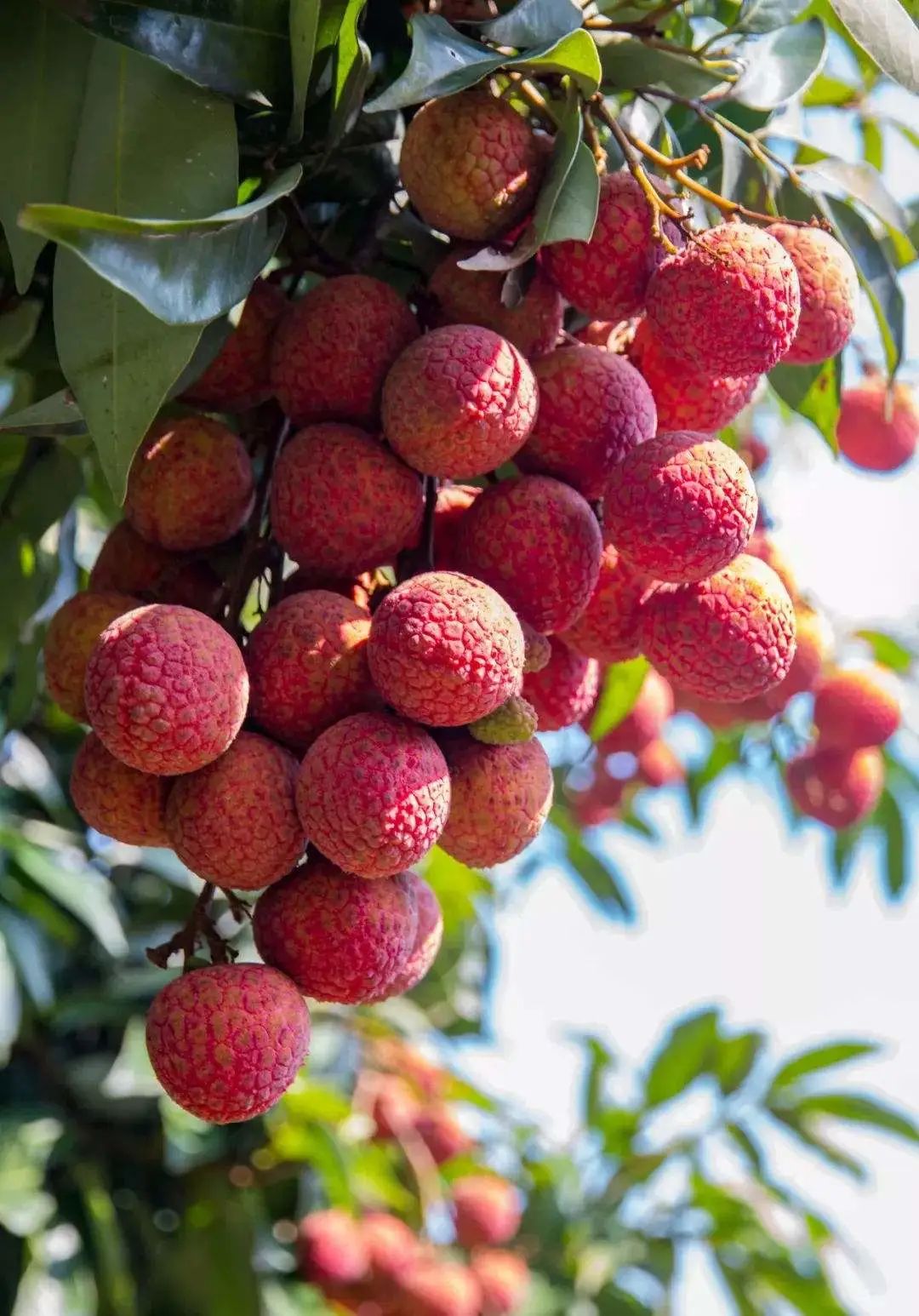 荔枝什么时候成熟「专家解答」-图3