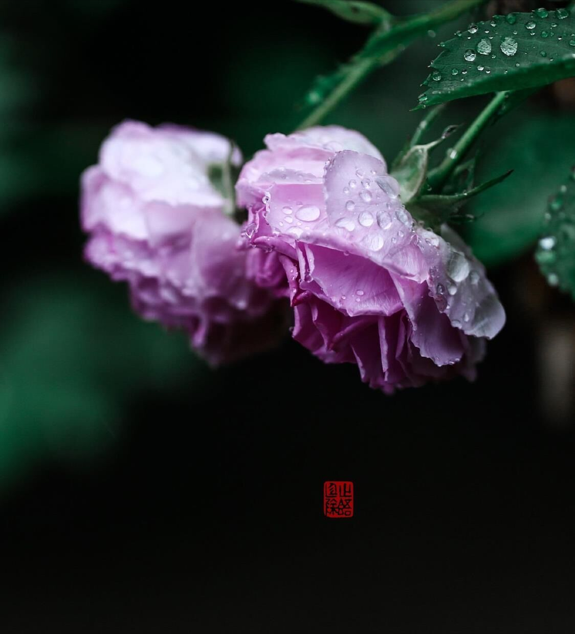 风细帘卷一架香,露冷蔷薇试晓妆——春色满庭芳,蔷薇雨幽凉