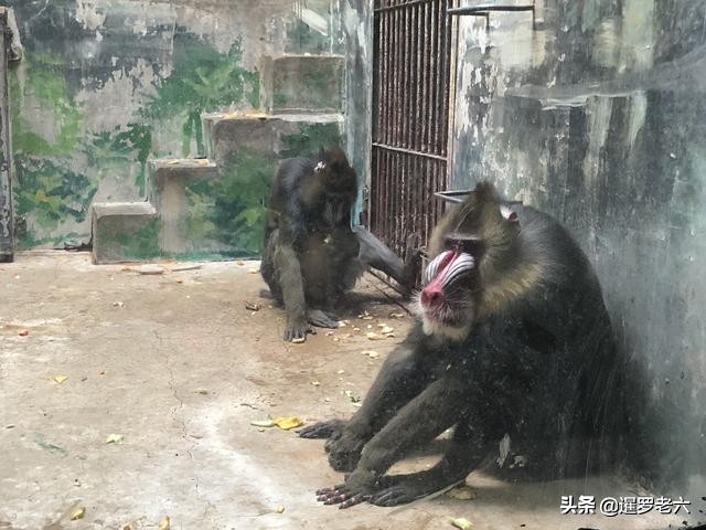 去首都旅游，北京动物园不容错过！门票只要15元，性价比超高！